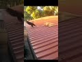 ÐšÐ¾ÑˆÐºÐ° ÑÑ‚Ð°Ð»Ð° ÐšÐ¾Ñ‚ ÐŸÐ°ÑƒÐºÐ¾Ð¼!