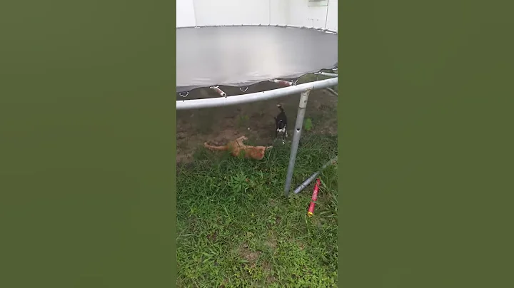 Cat and dog going hamm