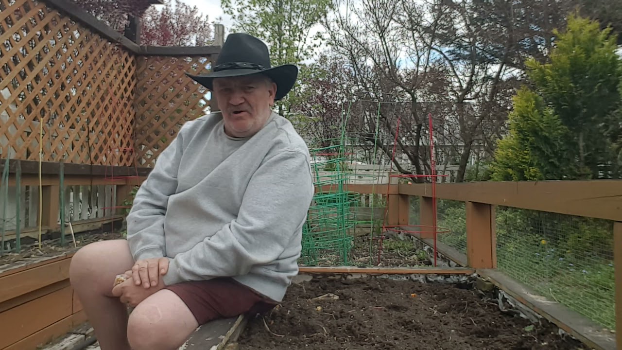 Planting corn in a raised bed garden YouTube