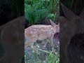 Fawn Frolic #crittercam #deer #fawns #natureconservation #freyvineyards #mendocinocounty