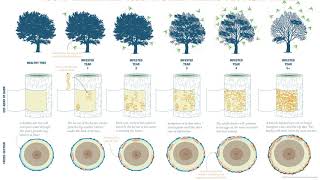 How Emerald Ash Borer Kills a Tree