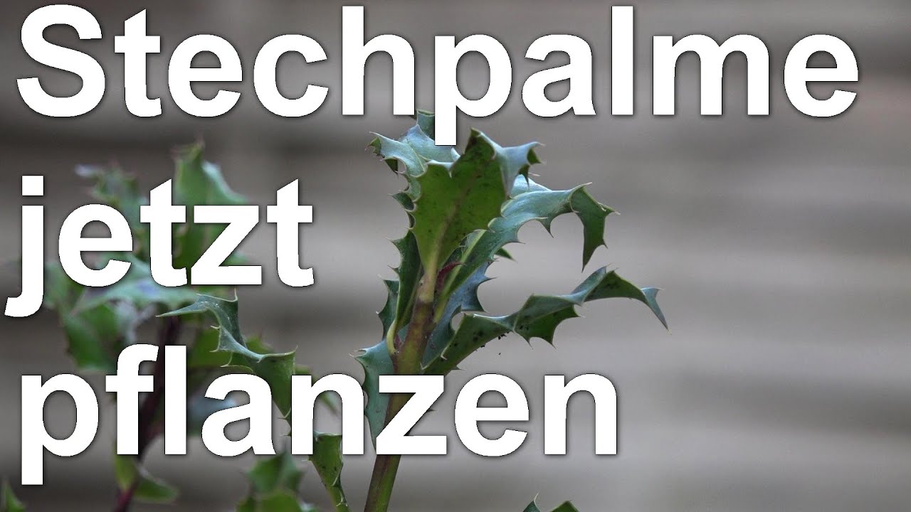 Frhling ist Pflanzzeit - groes Paket mit Pflanzen - Stechpalme Baum des  Jahres 2021