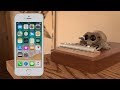 Lucas the spider plays iphone ringtones