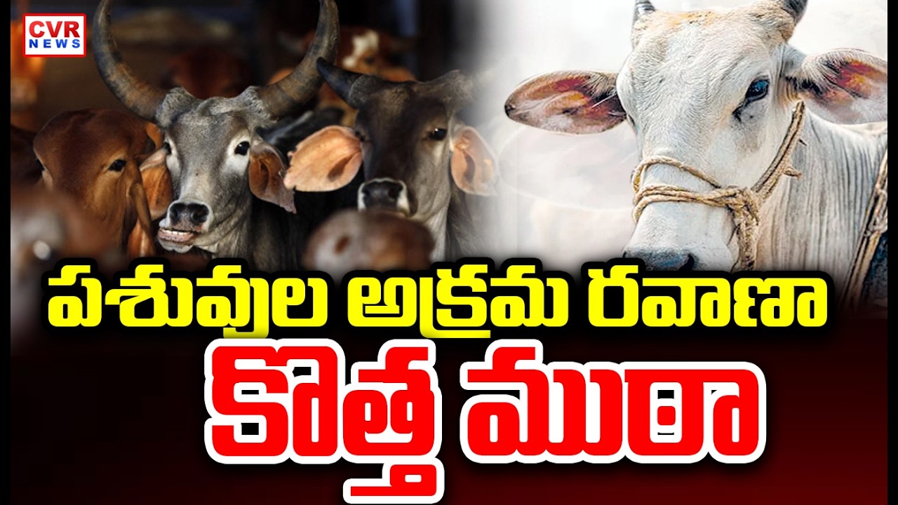 ములుగు జిల్లాలో యథేచ్ఛగా ఆవుల అక్రమాలు | Illegal Cattle Activities In Mulugu District | CVR News|