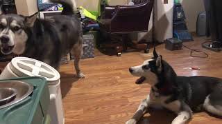 Husky Banter by Thor The Magnificent 9,195 views 5 years ago 33 seconds
