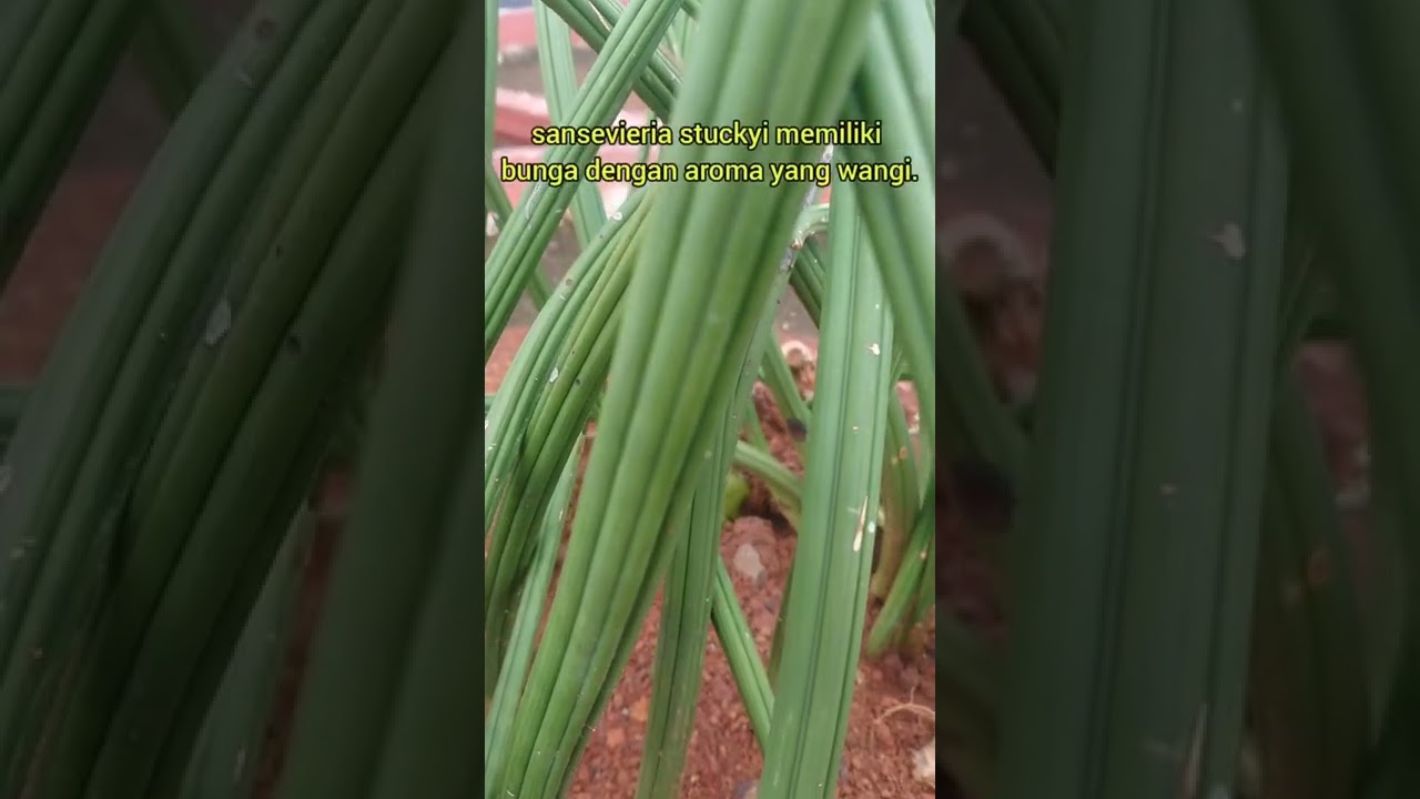 Sansevieria stuckyi|Tanaman dari khatulistiwa Afrika 