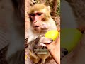 This Monkey Stole My Heart