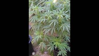 420 Black kush