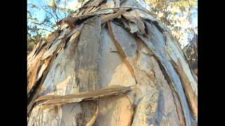 Real Southern West Australian Noongar Aboriginal - Paperback Casuarina, - YouTube