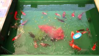 金魚の屋外飼育にトロ舟 プラ舟 が最適 トロ舟が金魚マニアに好まれる理由 本日も金魚日和