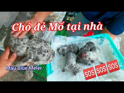 Video Chó Bull Pháp Đẻ Mổ Tại Nhà | 0976224853 - youtube