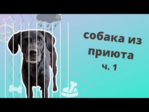 Собака из приюта часть 1. Как выбрать? Как подготовиться к ее появлению? Чему и как ее обучать?