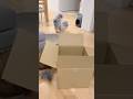 テンションが上がりきった兄猫 【サイベリアン】 #Shorts