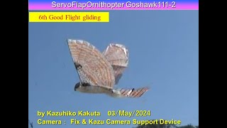 サーボ駆動羽ばたき機　オオタカ　ServoFlapOrnithoperGoshawk1112 79g: 6th Good Flight gliding