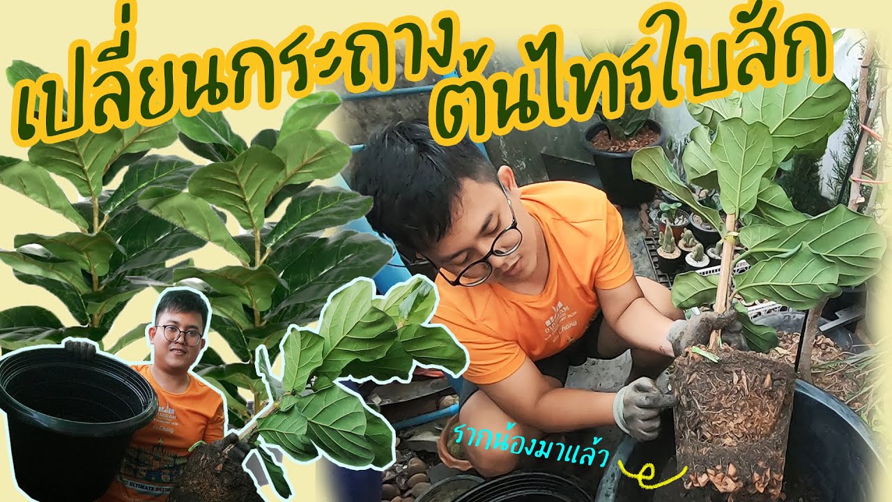 เปลี่ยนกระถาง ต้นไทรใบสัก (Fiddle Fig) ทำได้ง่าย ๆ