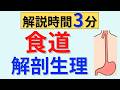 【解説時間3分】食道の解剖生理