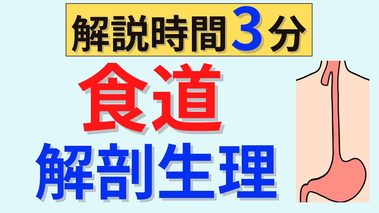 【解説時間3分】食道の解剖生理