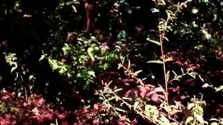 CLIP0195.AVI