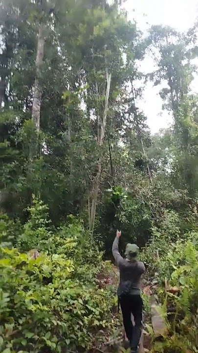 memikat konin yang susah turun degan mudah#shorts