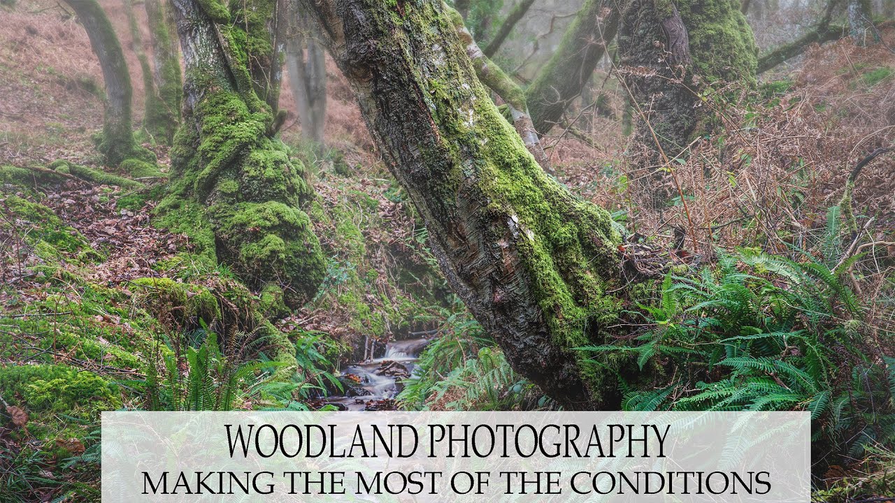Woodland photography - making the most of conditions and visualising the final image edit.