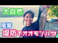【釣り】堤防でオオモンハタ狙い！#釣り　#釣りガール