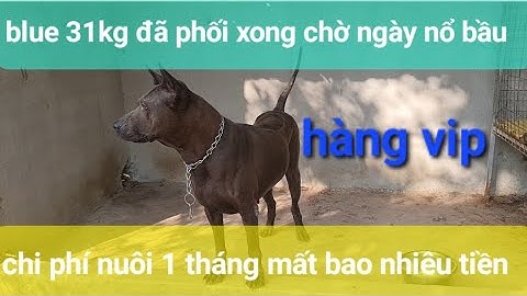 Chó xoáy nam phi giá bao nhiêu