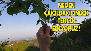 Çeşit Değişiminde Neden ÇAKILDAK FINDIK Tercih Ediyoruz ?‼️