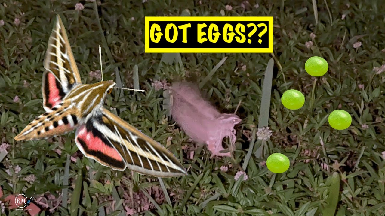 SPHINX MOTH LAYING EGGS WHITE LINED SPHINX - YouTube
