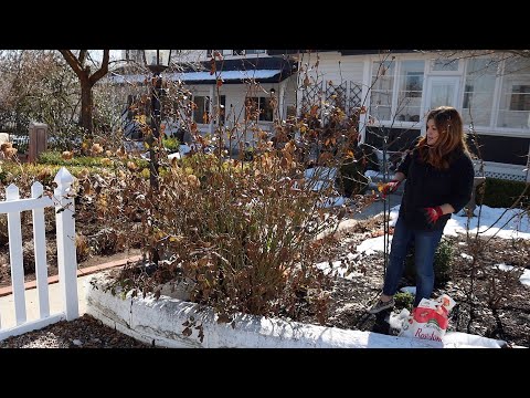 Video: Hur man tar hand om rosor på våren