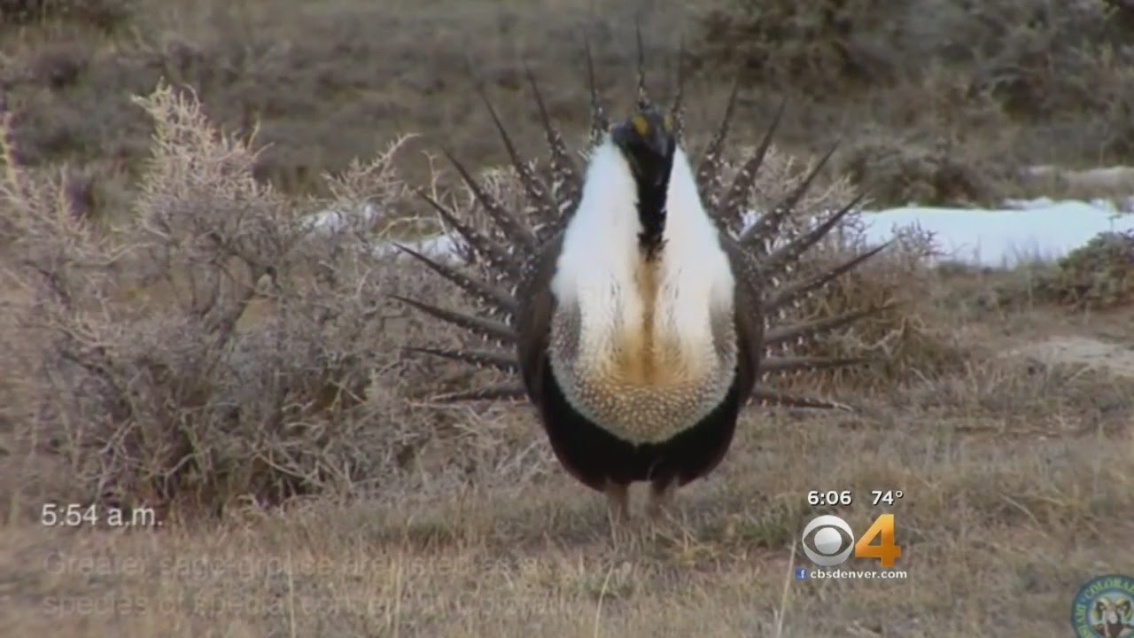 Feds: Greater Sage Grouse Doesn't Require Endangered Species Status