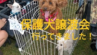 保護犬譲渡会に参加しました里親さんと出会えるのか