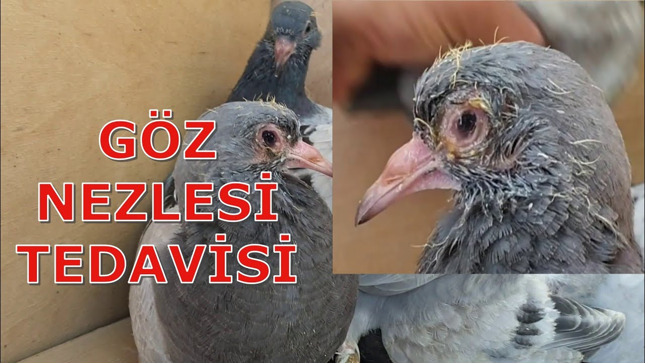 Güvercinlerde Göz Nezlesi Tedavisi - YouTube