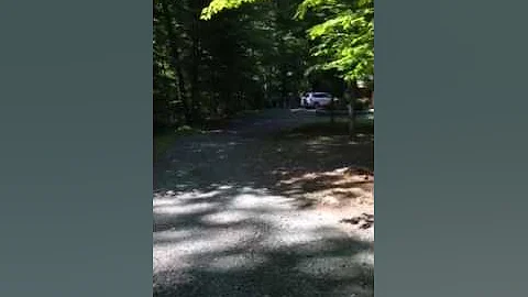 Wooded Bliss Driveway