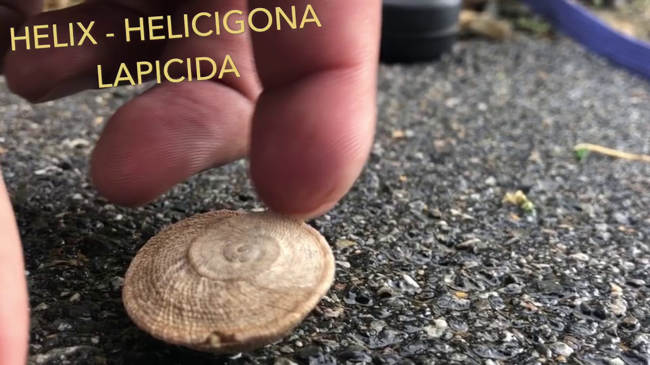Caracol Helix- Helicigona lapicida