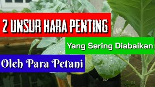 Unsur hara kalsium dan magnesium (unsur ...