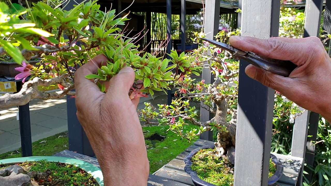 HIGARI - Soins des azalées après la floraison.