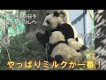 3/15双子パンダ昨夕ぶりにママに会えた！再会最初はやっぱりミルクだよね！giantpanda @tokyo 上野動物園