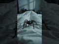 Awaken to the Spider