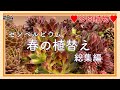 【多肉】#54 春の多肉植物 植替え☆センペル総集編