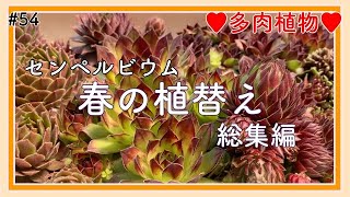 【多肉】#54 春の多肉植物 植替え☆センペル総集編