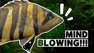 10 Spectacular Datnoid Tiger Fish Facts That Nobody Talk About