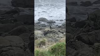 Refreshing moments by the waves with seals for company