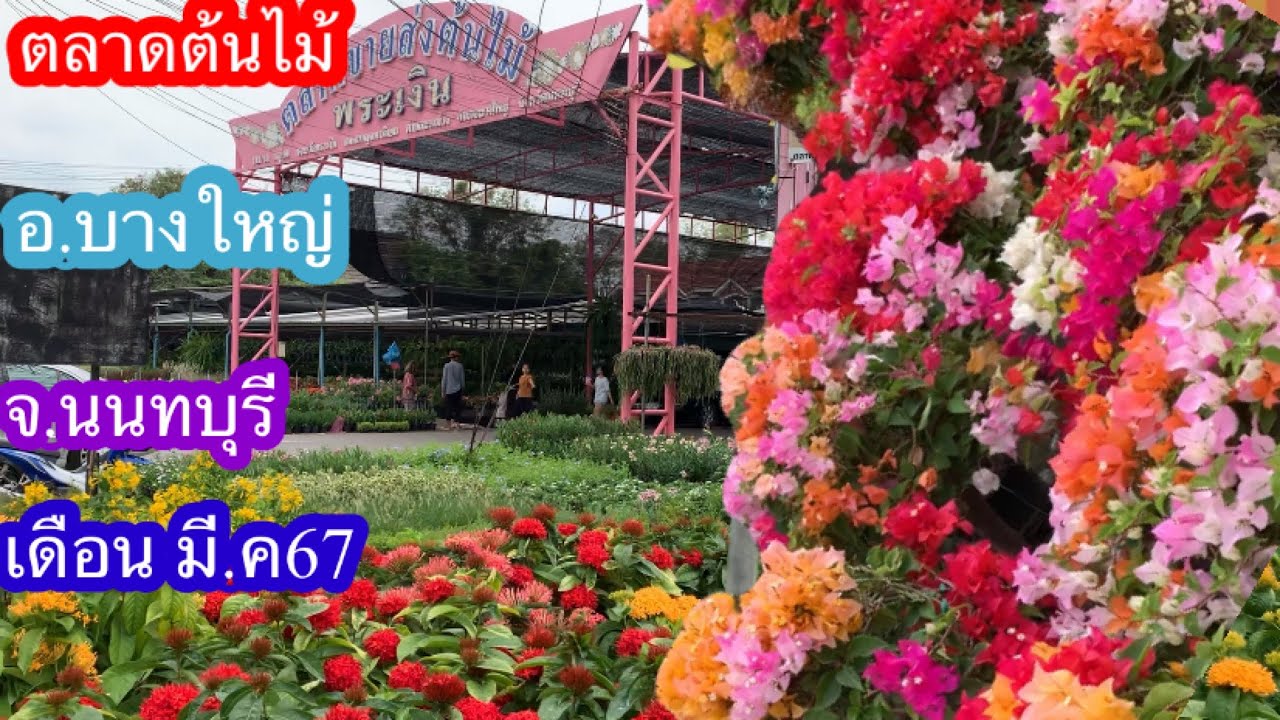 ตลาดต้นไม้พระเงิน เดือน มี.ค 67