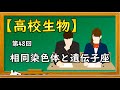 高校生物【第48回 相同染色体と遺伝子座】オンラインで高校授業