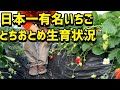 「いちご栽培 いちご農家」日本一有名ないちご とちおとめの生育状況ご紹介