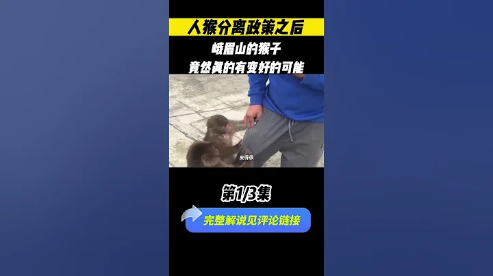 人猴分離政策之後，峨眉山的猴子，竟然真的有變好的可能(Part 1/3)#科普 #自然 #animals - 天天要聞