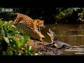 Amazon River Monsters | Why the Amazon is the Most Dangerous Place on Earth? #wildlife #wilderness