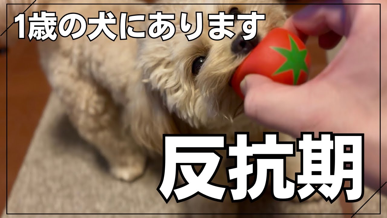 【反抗期】【対策】チワプーのきなこにもとうとうやってきてしまいました・・・　実は遊んでほしいんだね・・・　#チワプー　#かわいい　#癒し