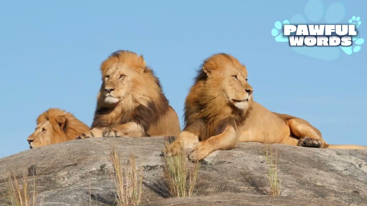 Joel Osteen - How These Celebrities Became Mentally Strong!|