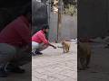 in bezubaan🥺🥺 ko bhi kuchh de diya karo yah doston🥹🥹 dil ko Shanti milegi 😌😌#shorts #amitalbinopets